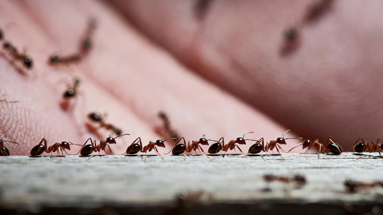Soñar con hormigas en tu cuerpo: La ansiedad que te recorre la piel